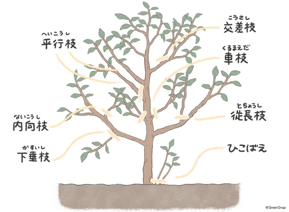 透かし剪定 不要枝 図解