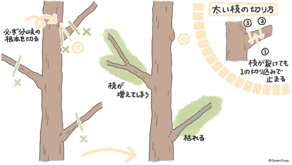 透かし剪定 切る位置