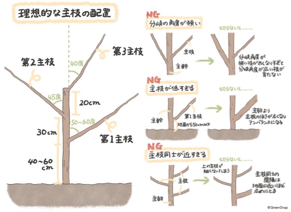 枝の種類・名称 イラスト