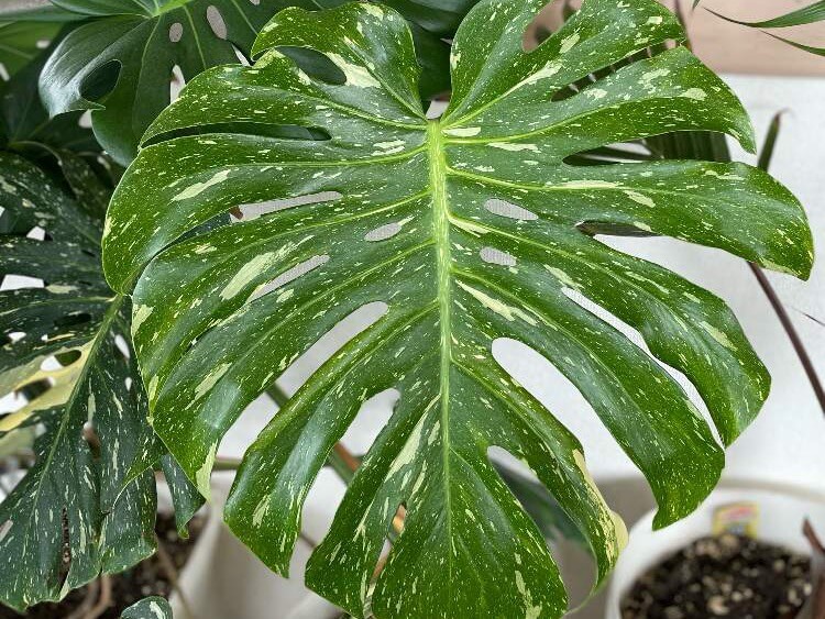 モンステラの育て方 水やりや室内の置き場所は 元気がない理由と復活方法は Greensnap グリーンスナップ