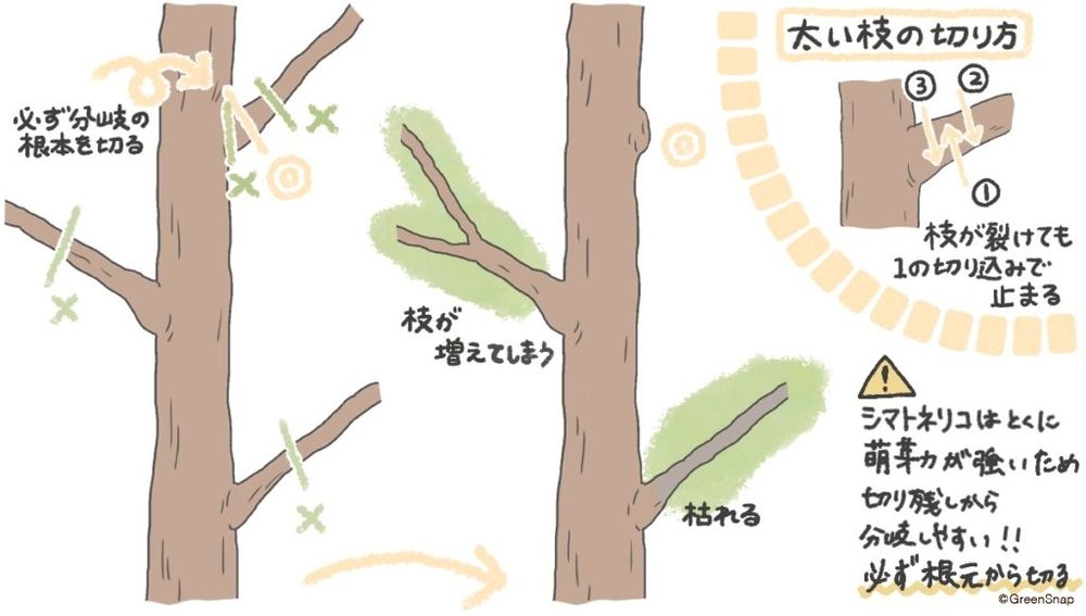 シマトネリコ　透かし剪定　切り方
