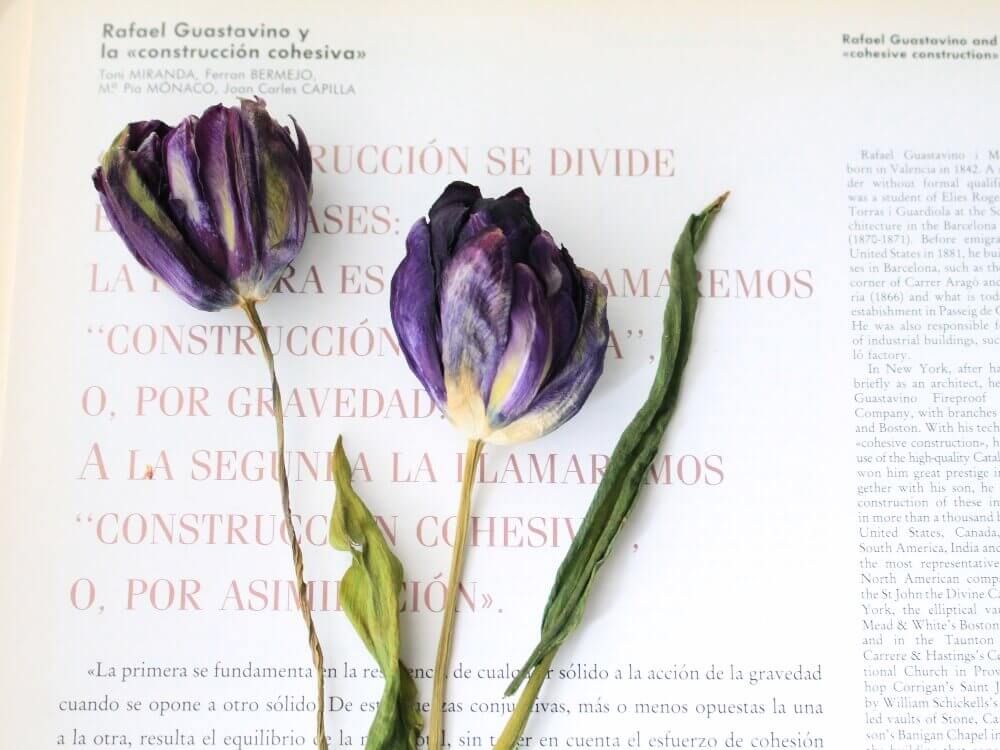 チューリップ　ドライフラワー