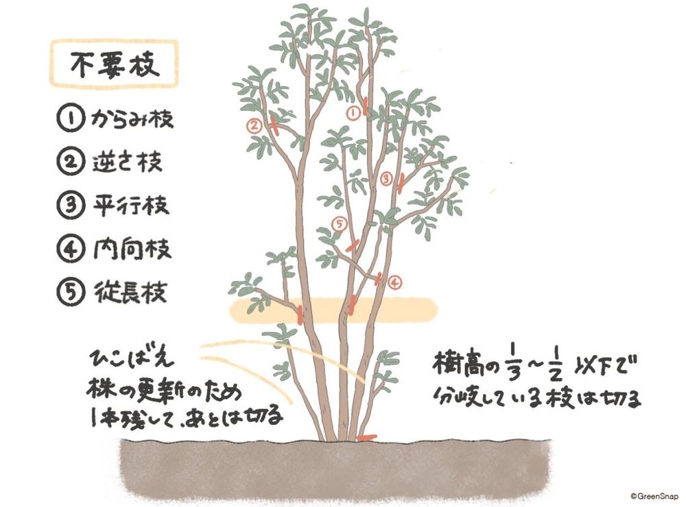 シマトネリコ　剪定