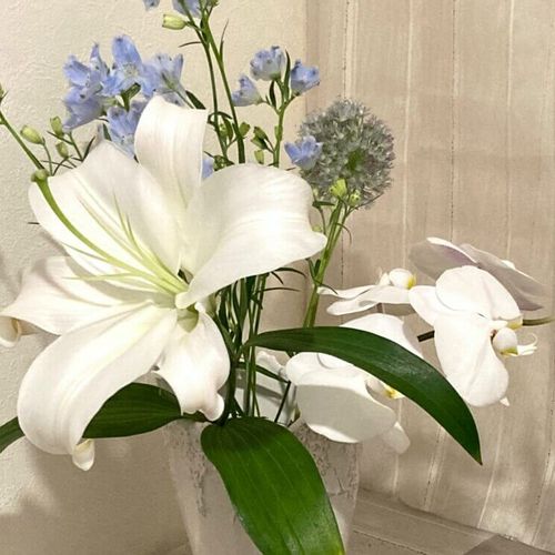 ユリ 百合 のドライフラワー シリカゲルやハンギングでの作り方のポイントは Greensnap グリーンスナップ