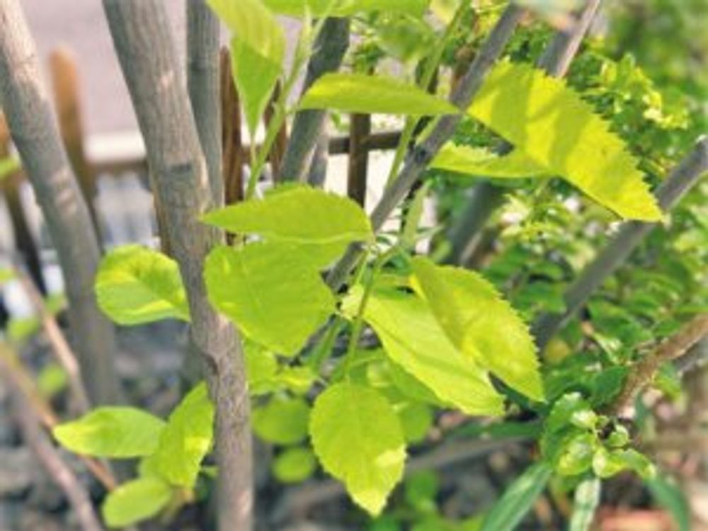 ジューンベリー　根元