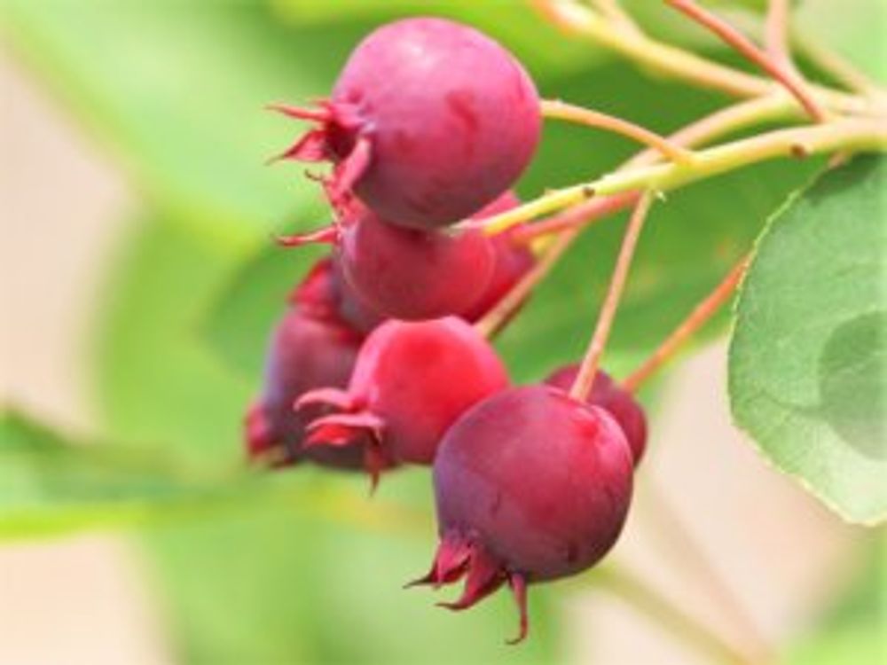 ジューンベリー　実　拡大