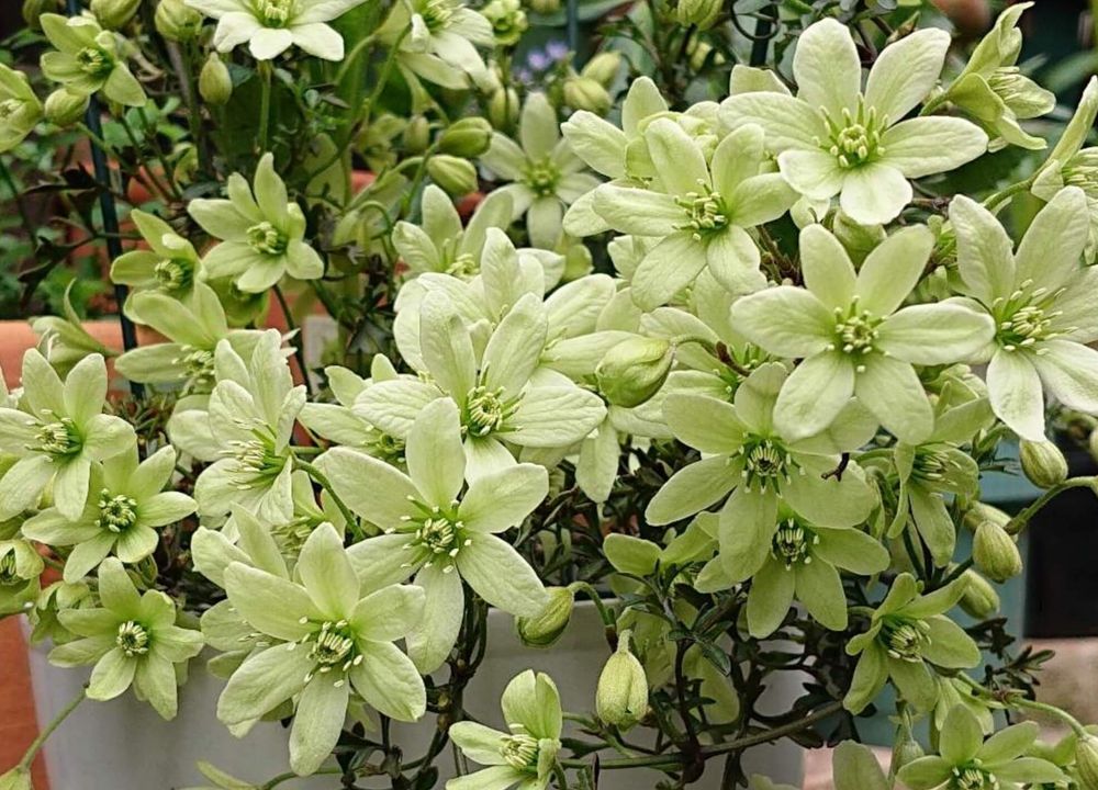 クレマチスペトリエイ