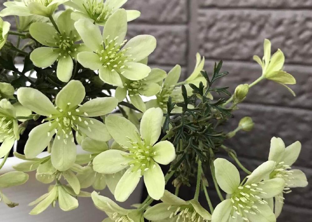 クレマチスペトリエイ