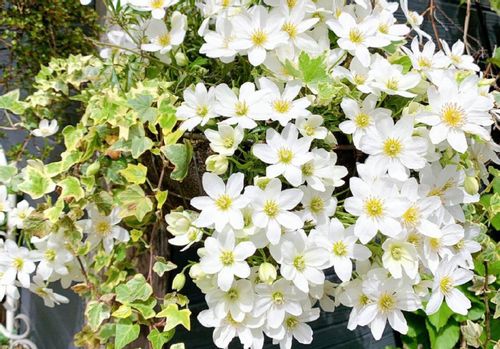 クレマチス カートマニージョーの育て方 水やりや植え替えの方法は Greensnap グリーンスナップ