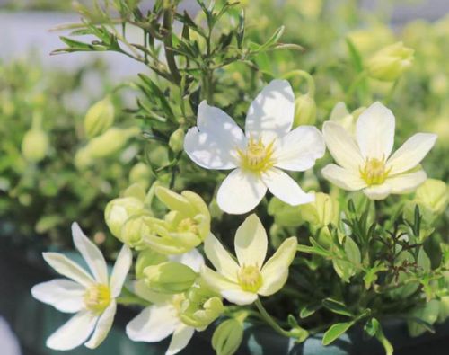 クレマチス カートマニージョーの育て方 水やりや植え替えの方法は Greensnap グリーンスナップ