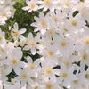 クレマチス・カートマニージョーの育て方｜水やりや植え替えの方法は？の画像