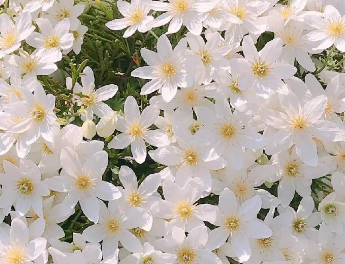 クレマチス カートマニージョーの育て方 水やりや植え替えの方法は Greensnap グリーンスナップ