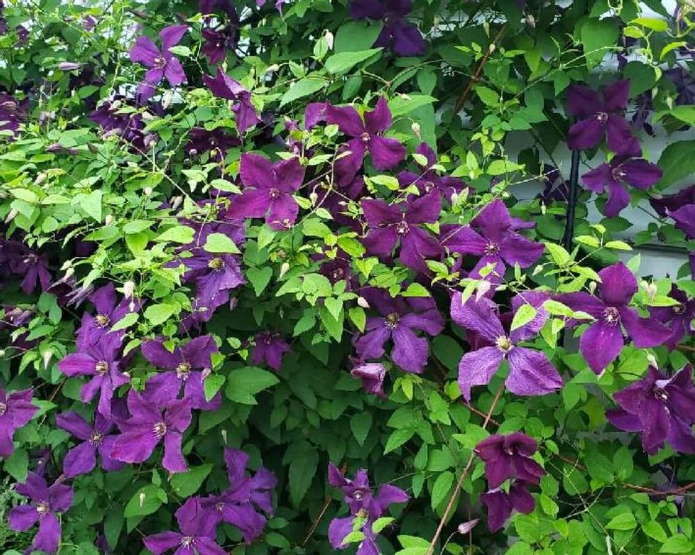 クレマチス・ジャックマニー