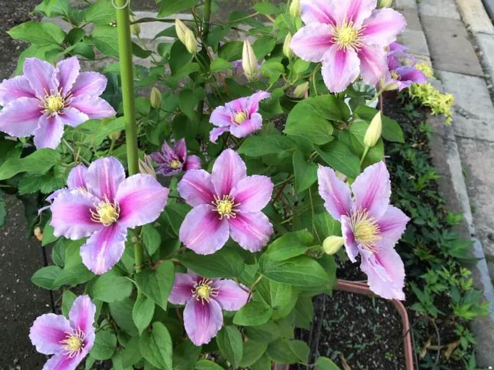 クレマチス・ジャックマニー