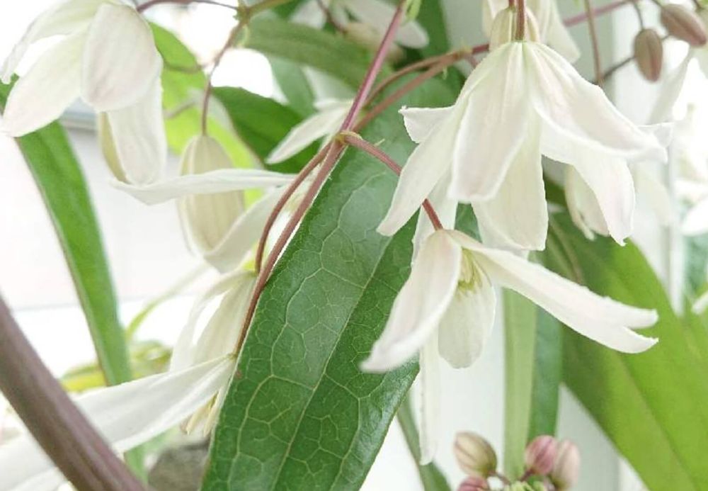 クレマチスアーマンディ