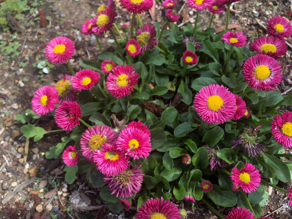 デイジー 雛菊 の花言葉 花が咲く季節はいつ 種類 色によって意味が違う Greensnap グリーンスナップ