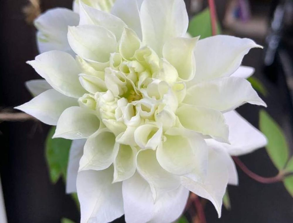 クレマチス・ベルオブウォーキング