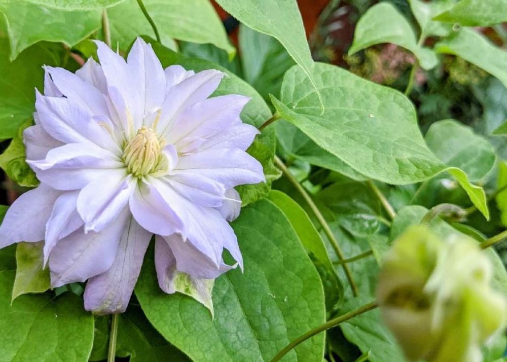 クレマチス・ベルオブウォーキング