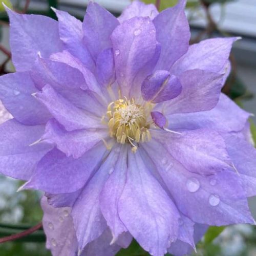 クレマチス ベルオブウォーキングの育て方 剪定の時期や挿し木の方法は Greensnap グリーンスナップ