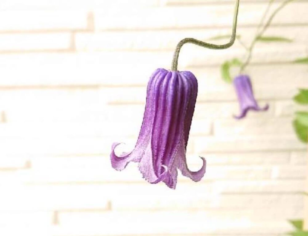 クレマチス・ロウグチ