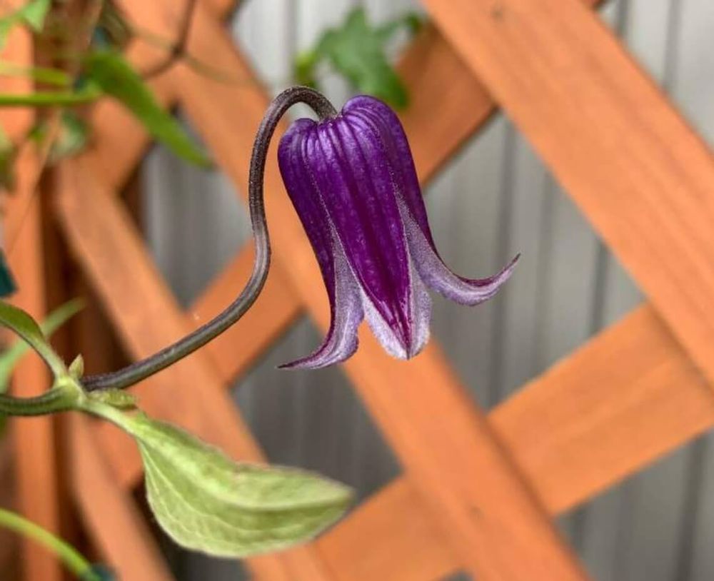 クレマチス・ロウグチ