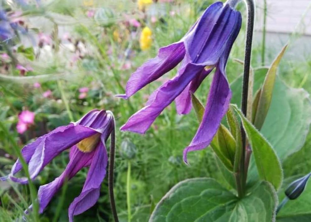 クレマチス・インテグリフォリア