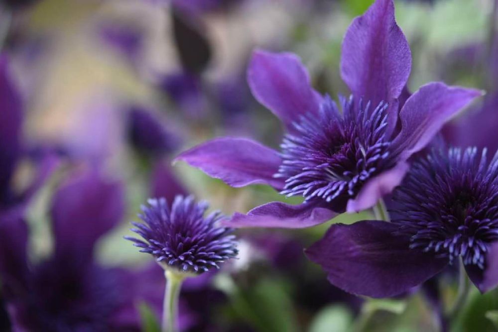 クレマチス・インテグリフォリア