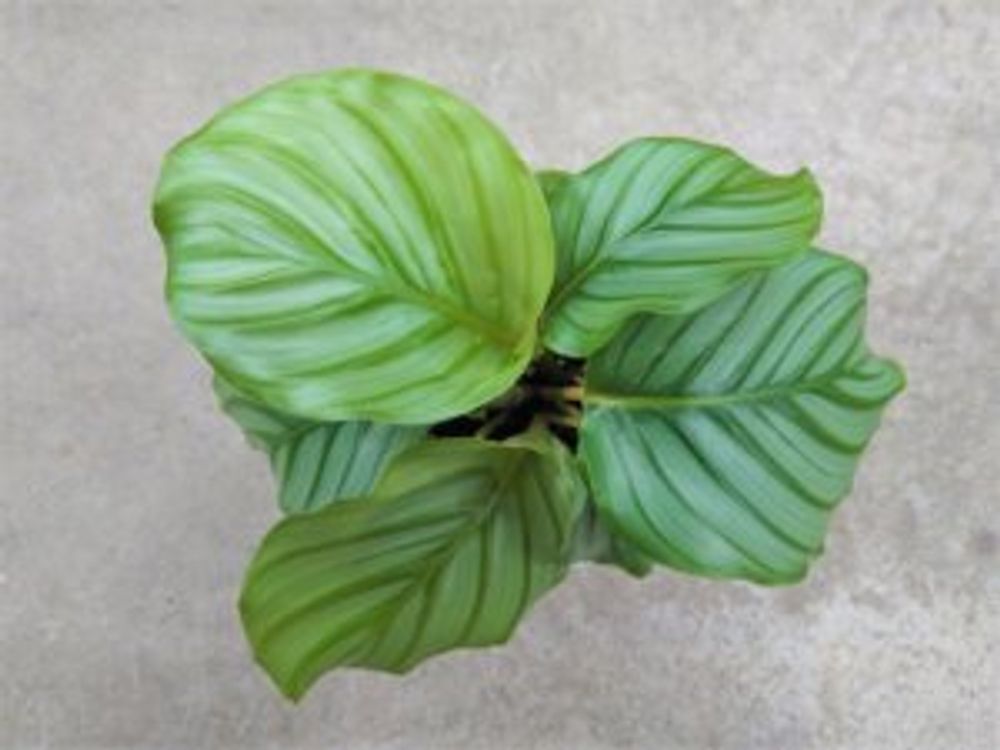 オルビフォリア