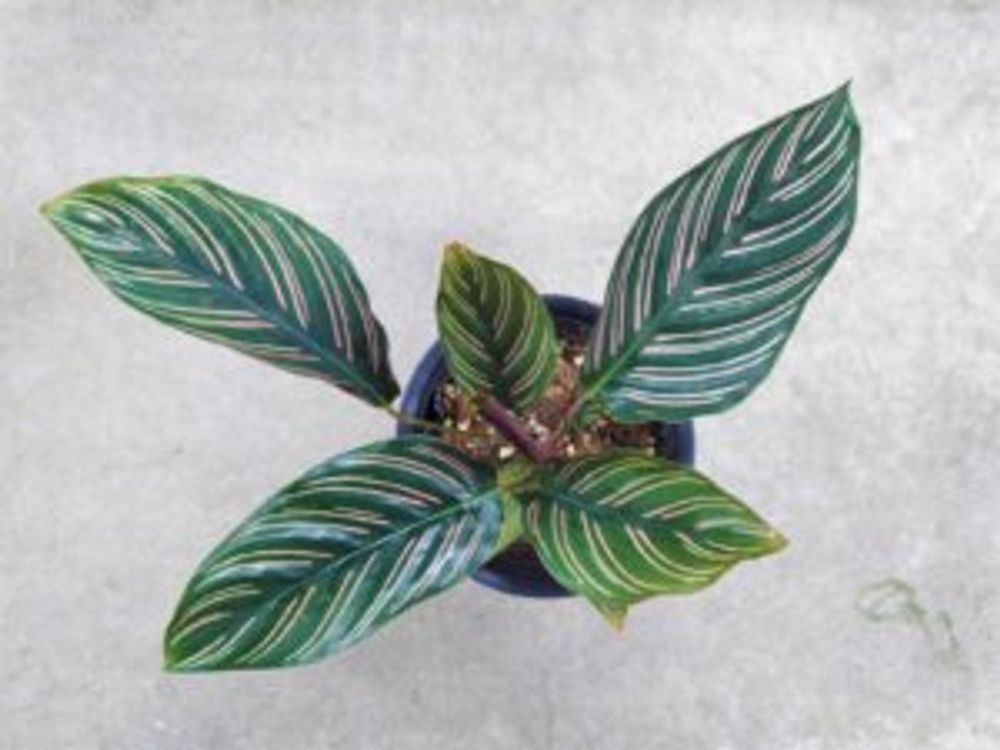  サンデリアーナ 鉢植え