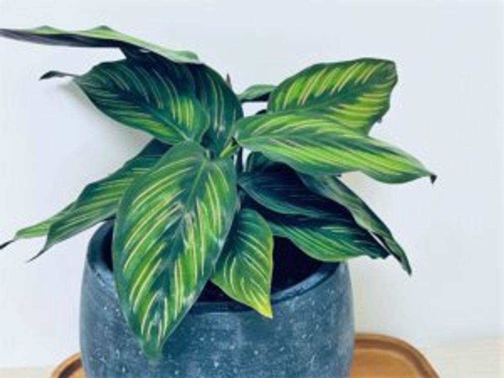 ビューティースター