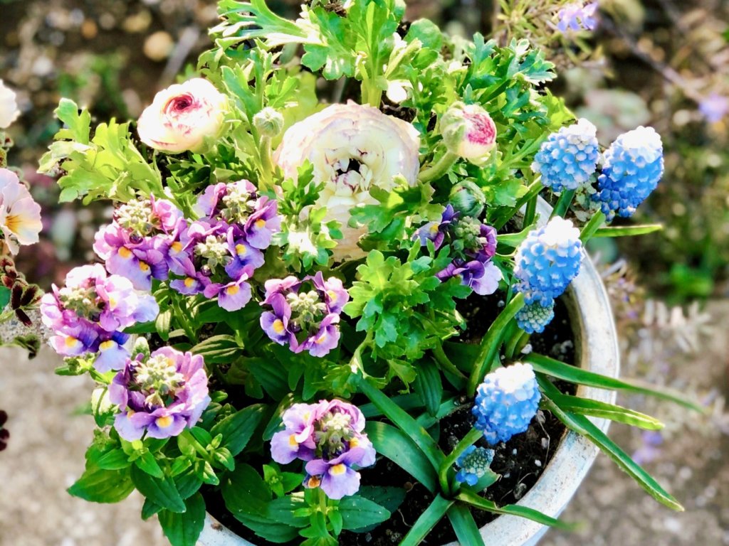 ラナンキュラス 寄せ植え