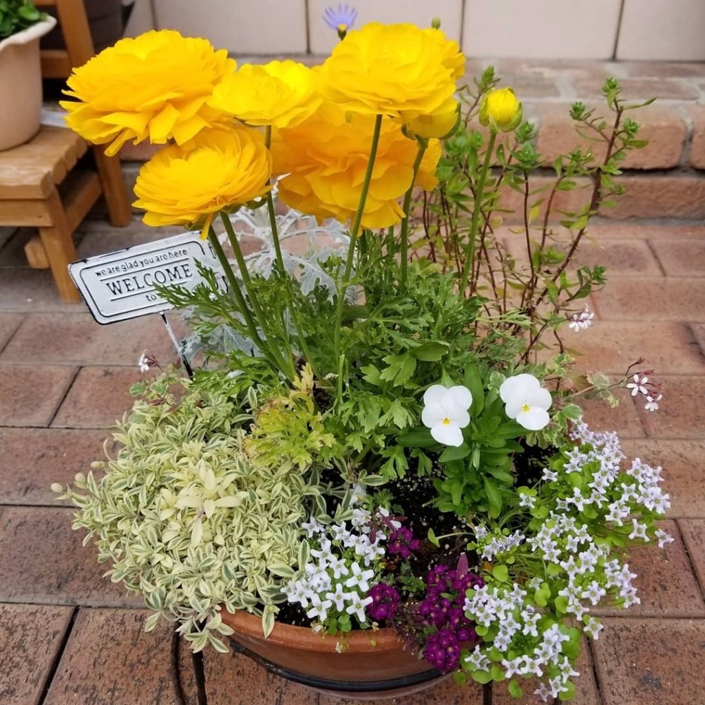 ラナンキュラス 寄せ植え