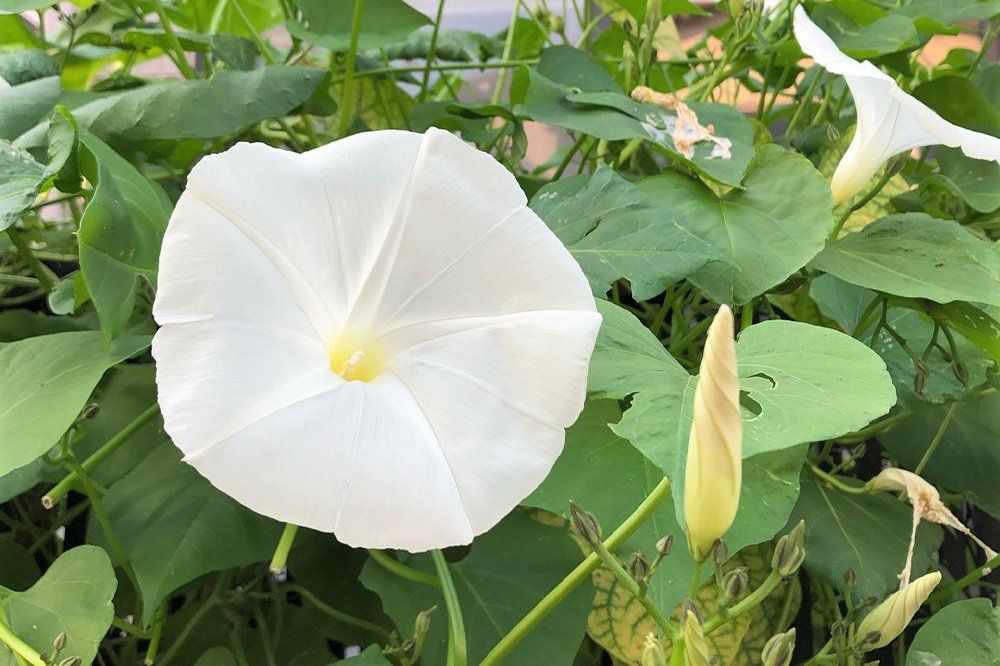 アサガオ　パーリーゲート