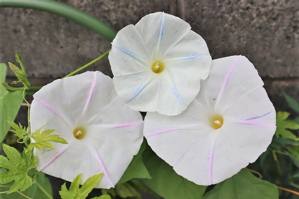 フライングソーサー