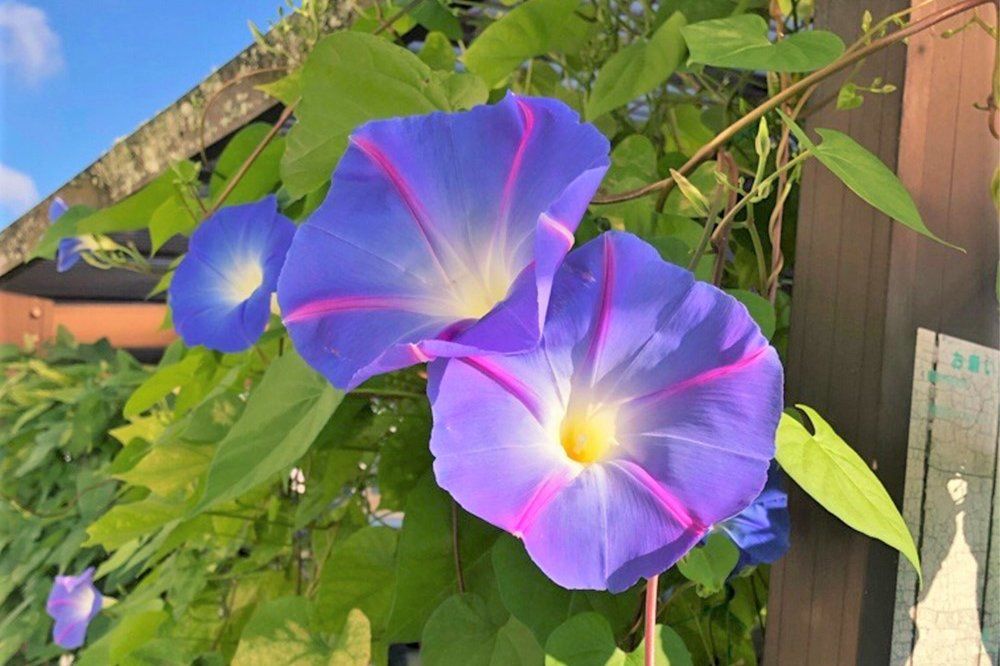 アサガオ　ヘブンリーブルー