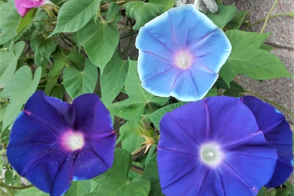 アサガオ　暁の海