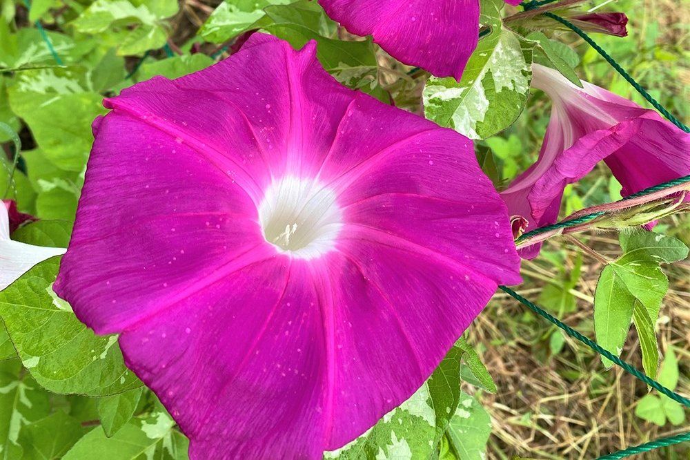 アサガオ　平安の紅