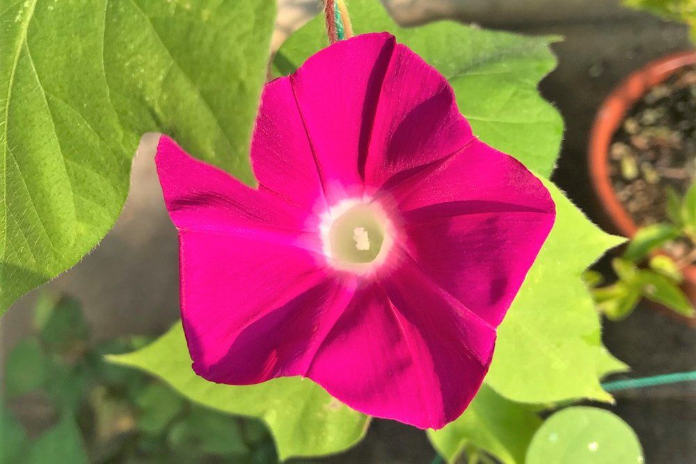 アサガオ　スカーレットオハラ