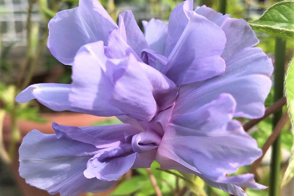 アサガオ 獅子咲牡丹