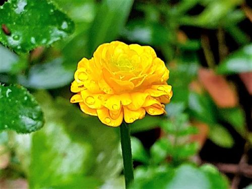 ラナンキュラスの種類 人気品種10選 ラックスやポンポンシリーズの特徴は Greensnap グリーンスナップ