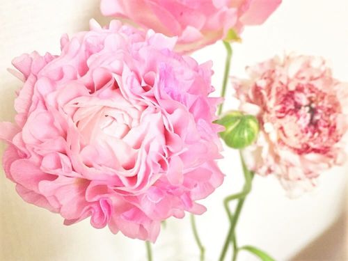 ラナンキュラスの種類 人気品種10選 ラックスやポンポンシリーズの特徴は Greensnap グリーンスナップ