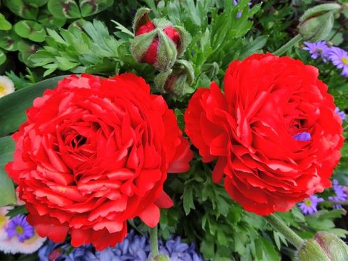 ラナンキュラスの種類 人気品種10選 ラックスやポンポンシリーズの特徴は Greensnap グリーンスナップ