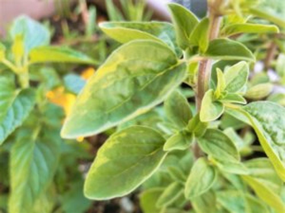 イタリアンオレガノ