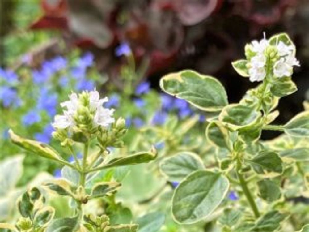 カントリークリーム