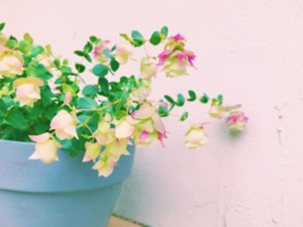 ケントビューティー