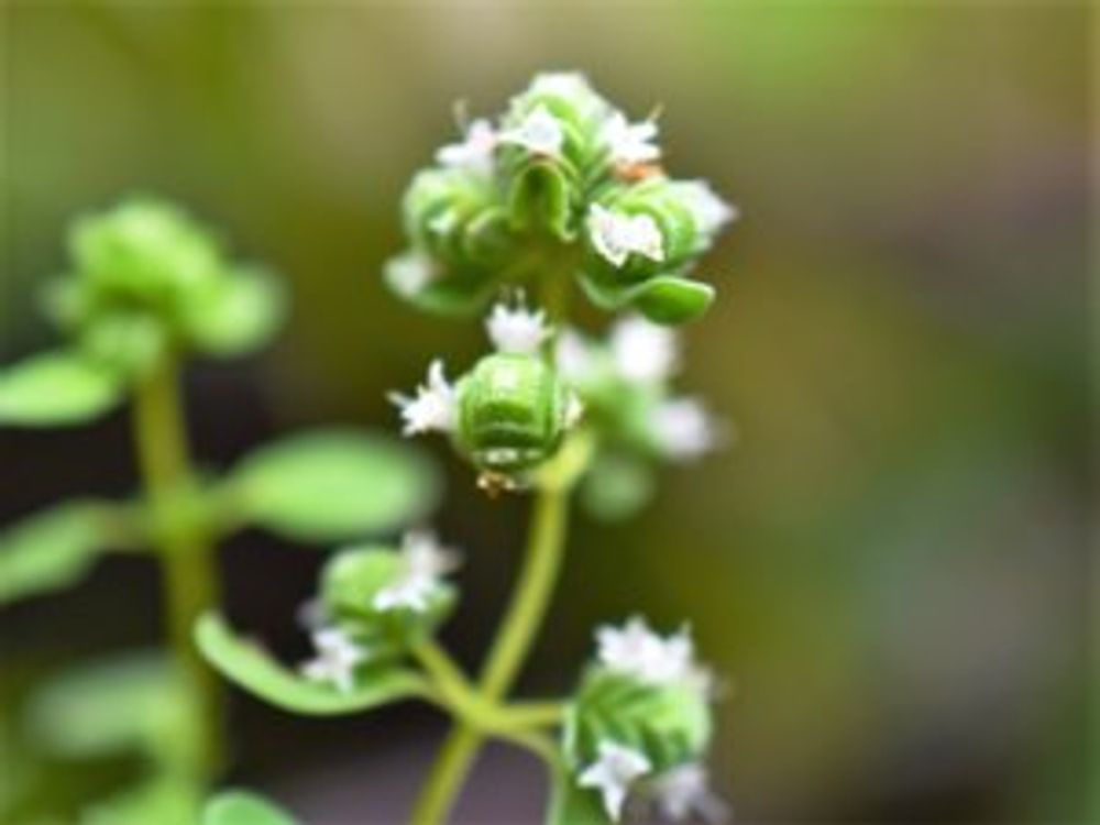 スイートマジョラム