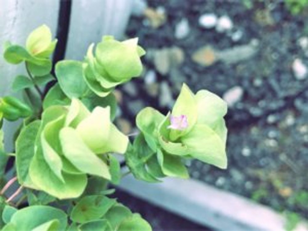 ロタンダフォーリア