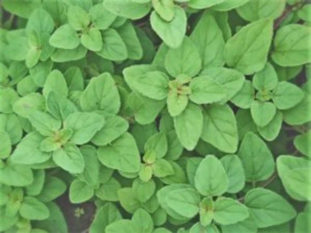 ワイルドマジョラム