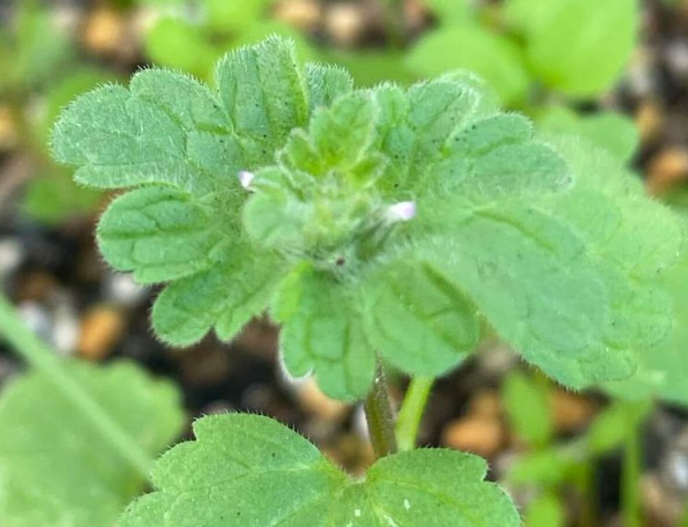 ヒメオドリコソウ