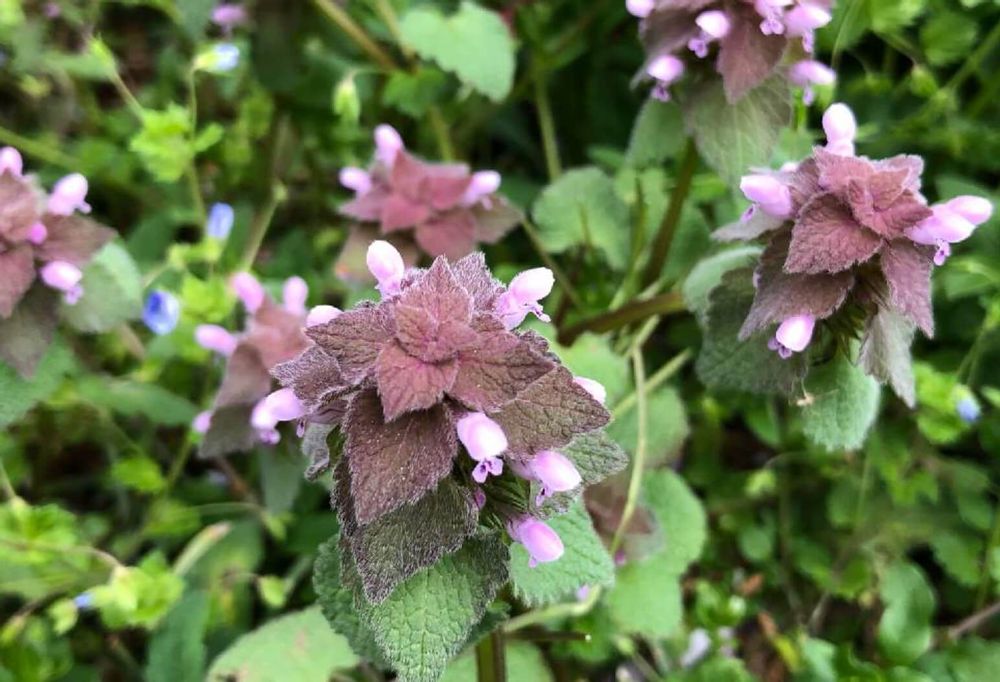 ヒメオドリコソウ